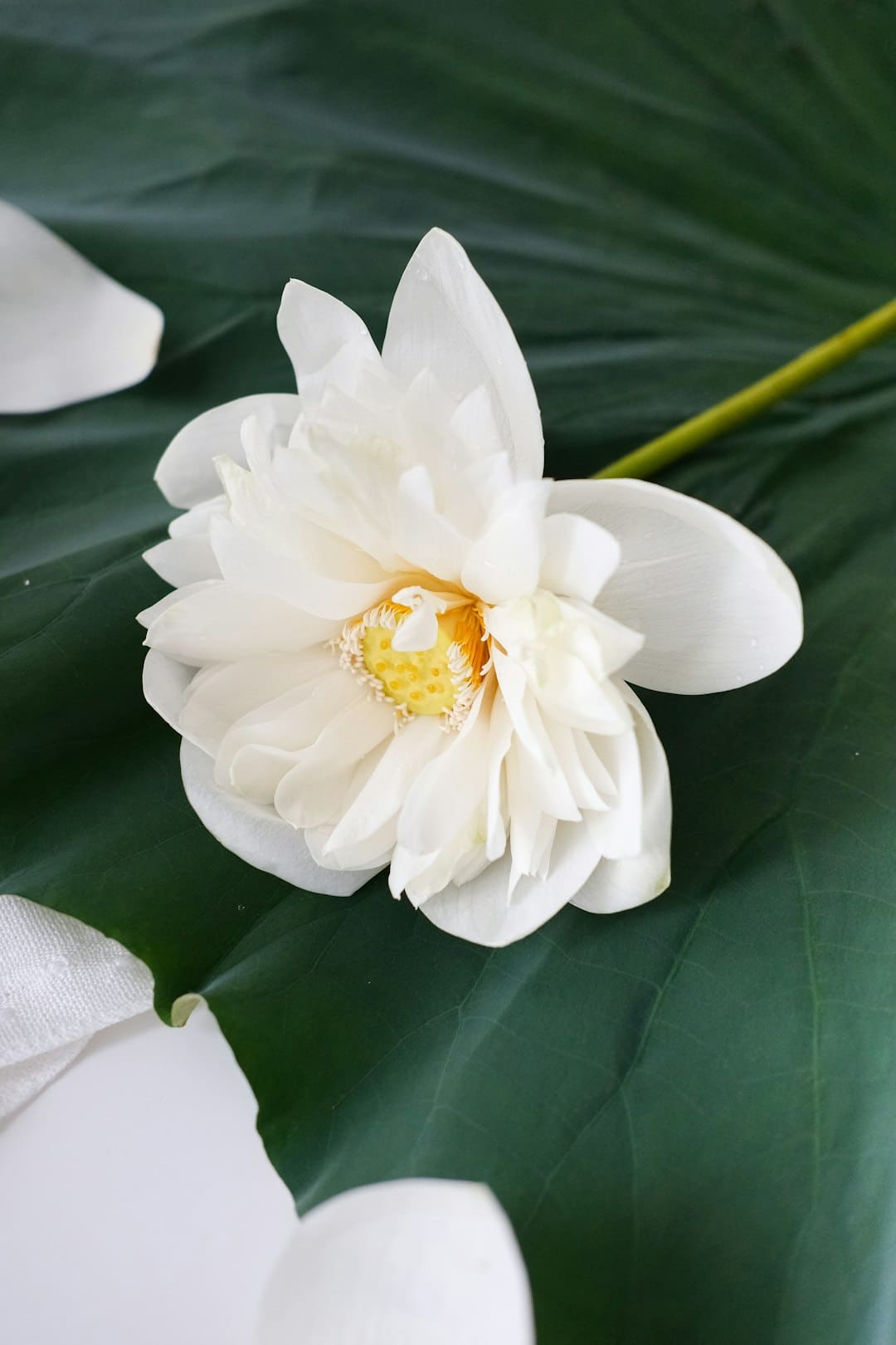 吉祥彩